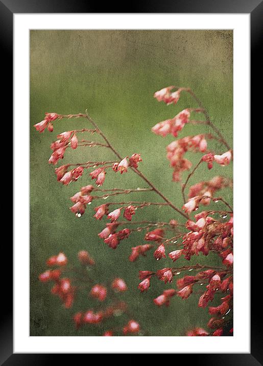 Pink Saxifrage Framed Mounted Print by Jacqi Elmslie
