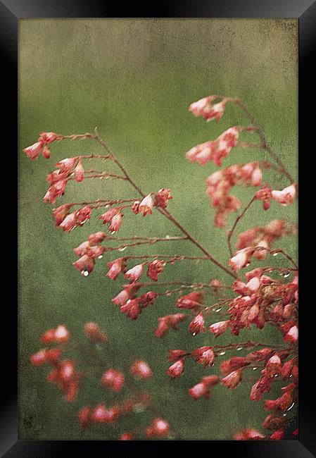 Pink Saxifrage Framed Print by Jacqi Elmslie