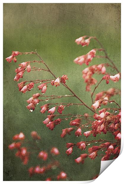Pink Saxifrage Print by Jacqi Elmslie