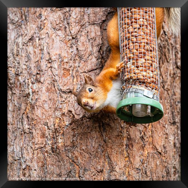 Red Squirrel on a peanut bird feeder Framed Print by Dave Collins