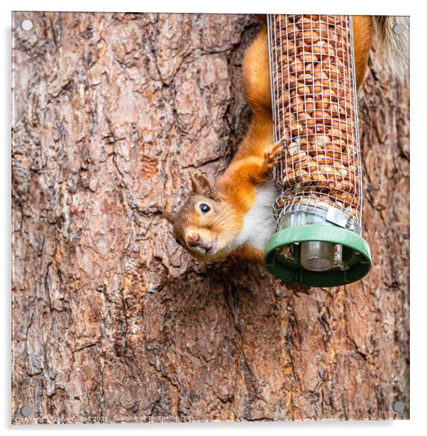 Red Squirrel on a peanut bird feeder Acrylic by Dave Collins