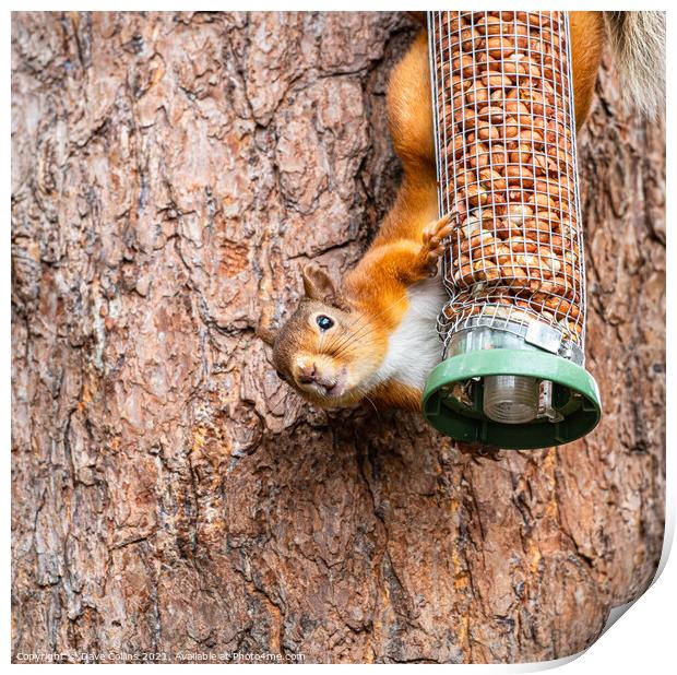 Red Squirrel on a peanut bird feeder Print by Dave Collins