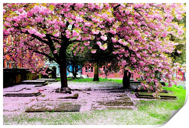 Spring Blossom. Print by john hill