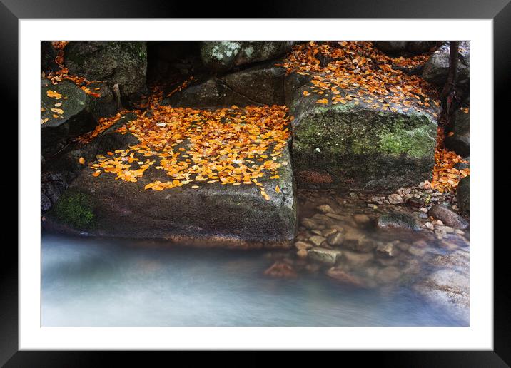 Autumn Leaves On Creek Rocks Framed Mounted Print by Artur Bogacki