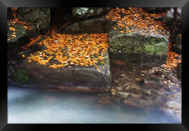 Autumn Leaves On Creek Rocks Framed Print by Artur Bogacki