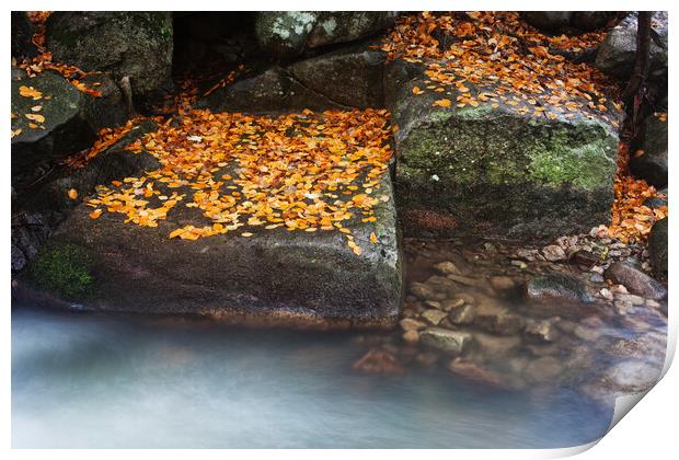 Autumn Leaves On Creek Rocks Print by Artur Bogacki
