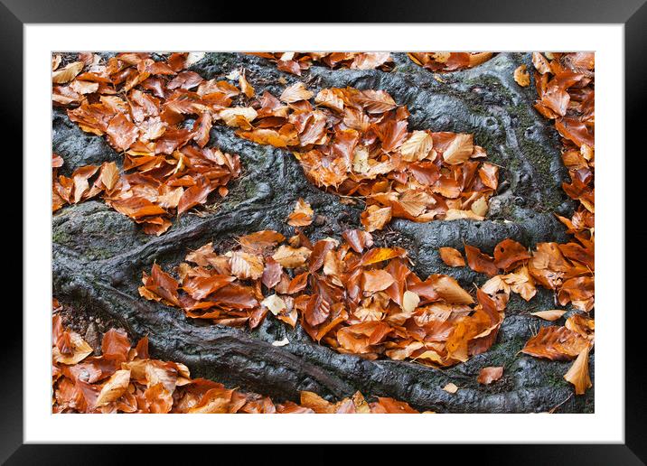 Autumn Leaves Between Tree Roots Framed Mounted Print by Artur Bogacki