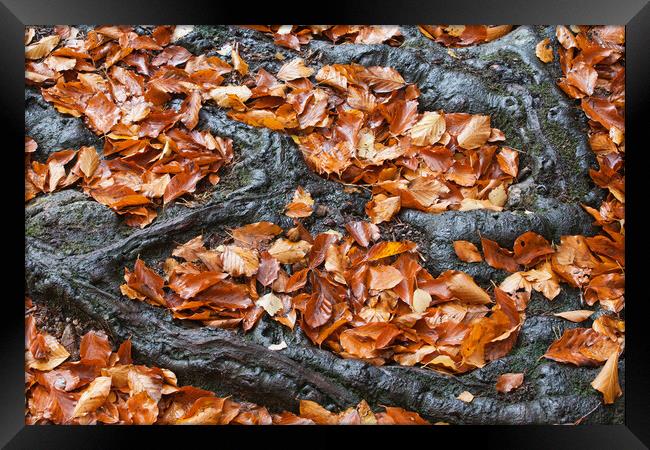 Autumn Leaves Between Tree Roots Framed Print by Artur Bogacki