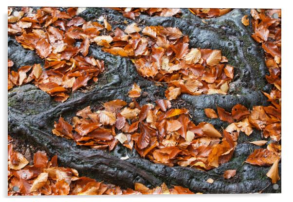 Autumn Leaves Between Tree Roots Acrylic by Artur Bogacki