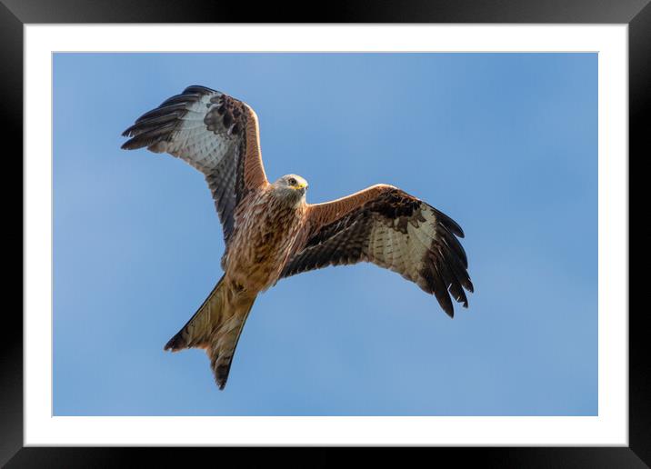 A close up of a red kite flying in the sky Framed Mounted Print by Dave Wood