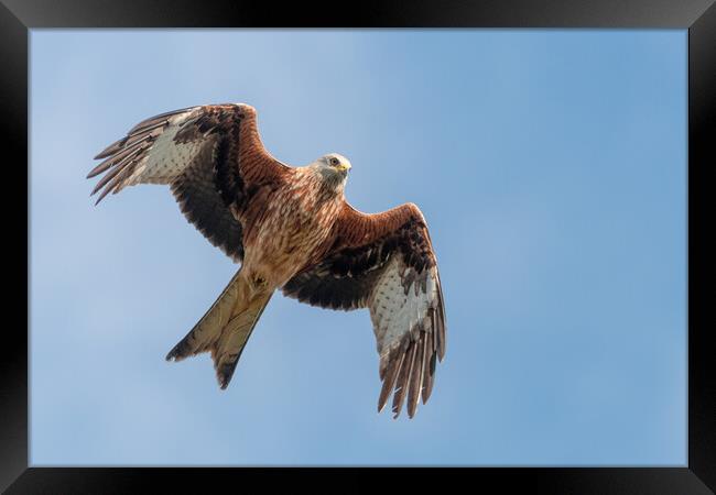 A close up of a red kite flying in the sky Framed Print by Dave Wood