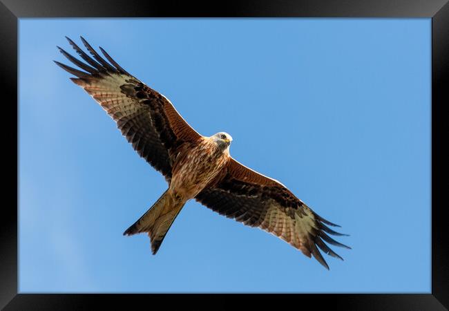 A close up of a red kite flying in the sky Framed Print by Dave Wood