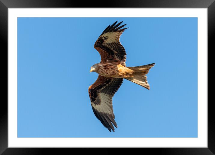 A close up of a red kite flying in the sky Framed Mounted Print by Dave Wood