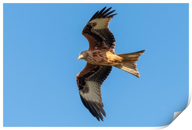 A close up of a red kite flying in the sky Print by Dave Wood