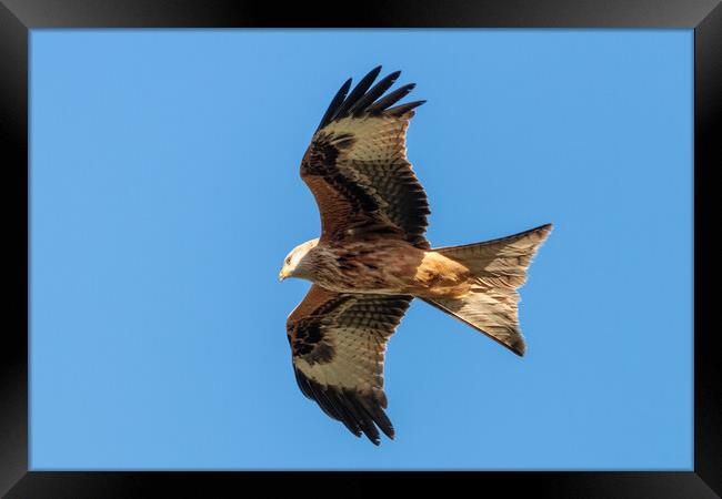 A close up of a red kite flying in the sky Framed Print by Dave Wood