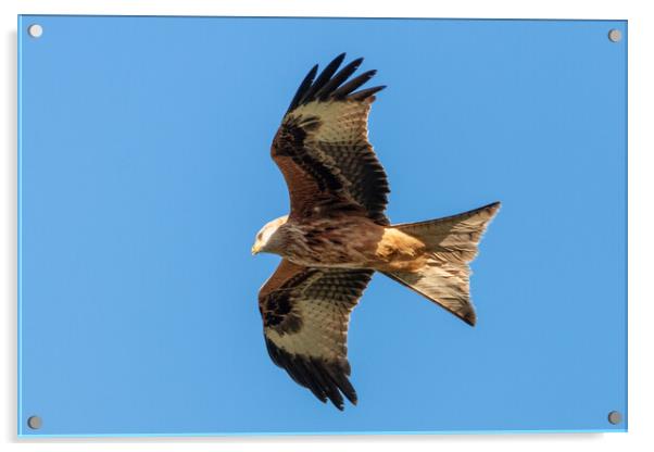 A close up of a red kite flying in the sky Acrylic by Dave Wood