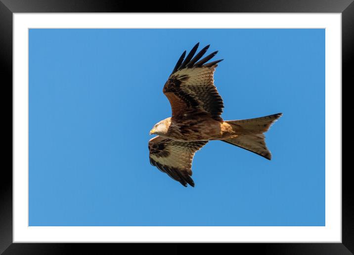 A close up of a red kite flying in the sky Framed Mounted Print by Dave Wood