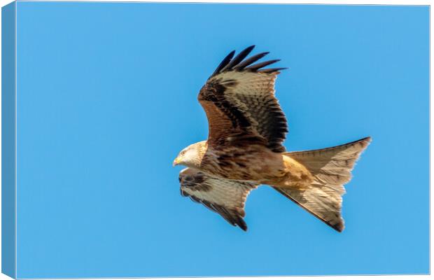 A close up of a red kite flying in the sky Canvas Print by Dave Wood