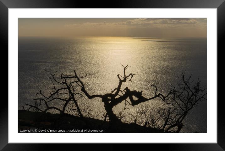 Old tree against golden sunset Framed Mounted Print by David O'Brien