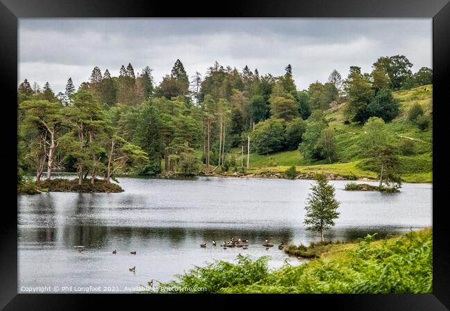 Tarn Hows South Lakes Cumbria  Framed Print by Phil Longfoot
