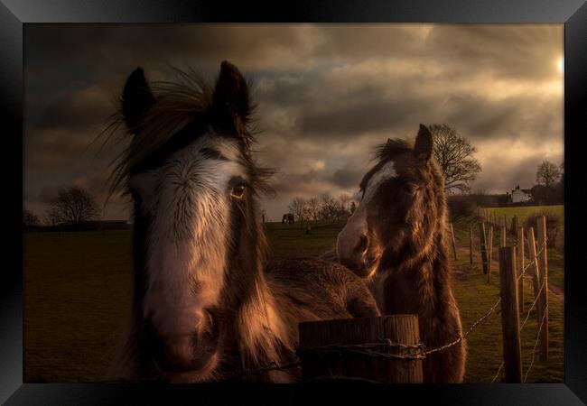 Horses in the morning sun  Framed Print by Steve Taylor
