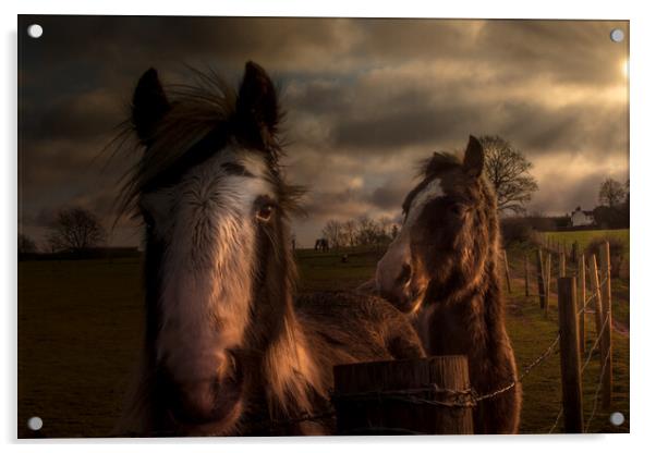 Horses in the morning sun  Acrylic by Steve Taylor