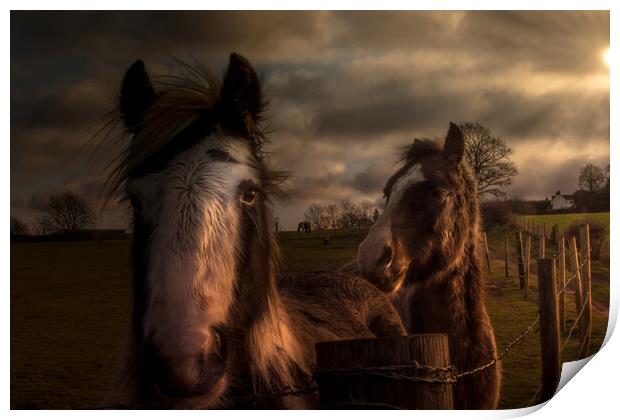 Horses in the morning sun  Print by Steve Taylor