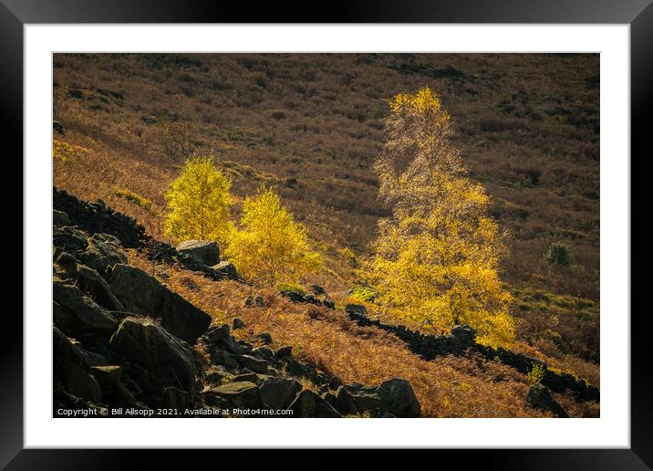 Trees in the spotlight. Framed Mounted Print by Bill Allsopp