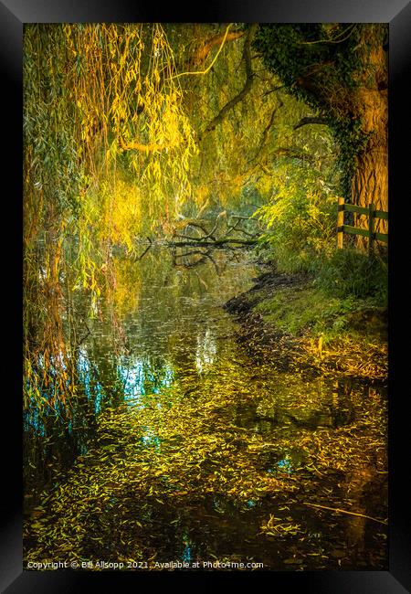Weeping Willow. Framed Print by Bill Allsopp