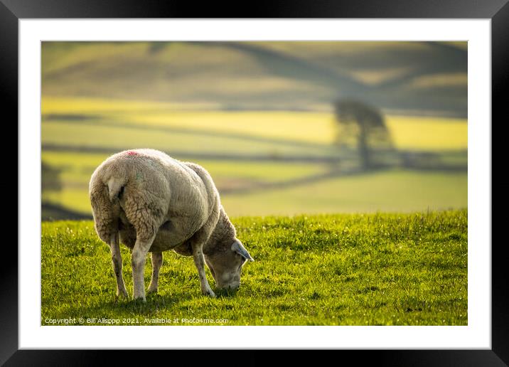 Grazing sheep. Framed Mounted Print by Bill Allsopp