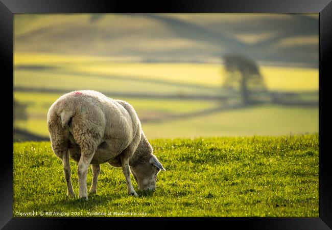 Grazing sheep. Framed Print by Bill Allsopp