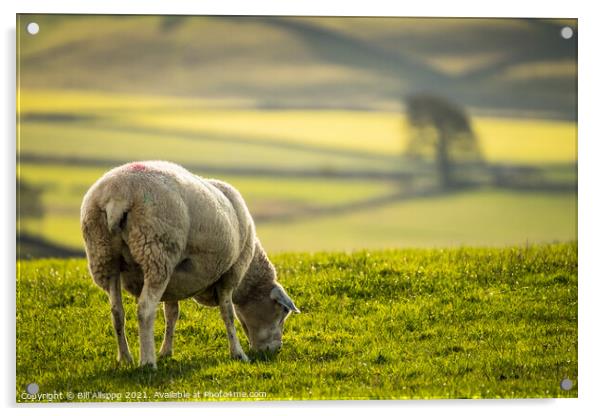 Grazing sheep. Acrylic by Bill Allsopp