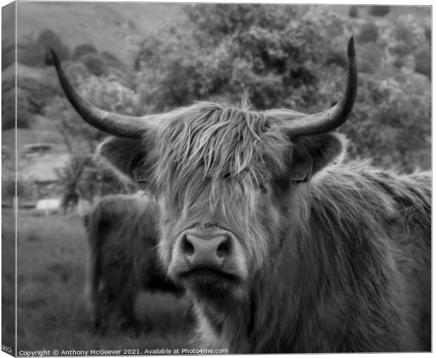 A Highland cow Canvas Print by Anthony McGeever