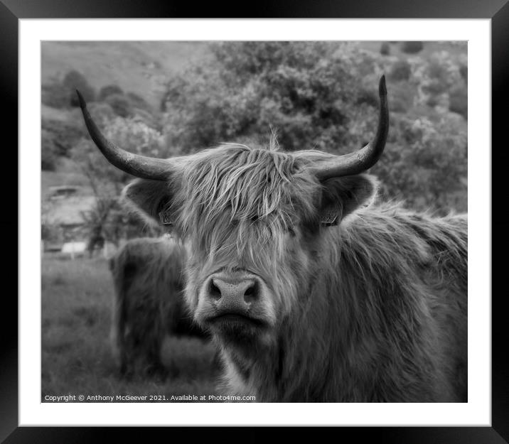 A Highland cow Framed Mounted Print by Anthony McGeever