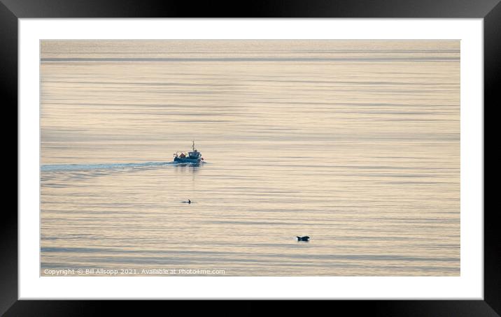 Fishing with dolphins. Framed Mounted Print by Bill Allsopp
