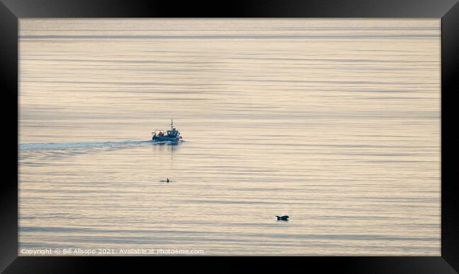 Fishing with dolphins. Framed Print by Bill Allsopp