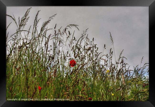 Majestic Poppies in the Wild Framed Print by Nicola Clark