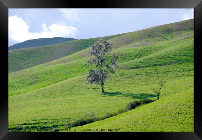 Lonely tree in the Sicilian countryside Framed Print by Andy Huckleberry Williamson III