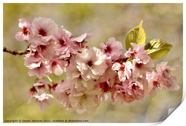 Cherry blossom Print by Simon Johnson