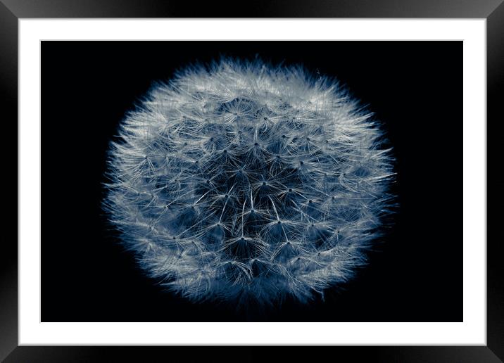 Dandelion Clock Isolated Lowkey Framed Mounted Print by That Foto