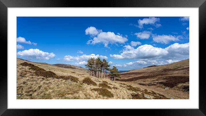 Dulyn Valley Pine Trees Framed Mounted Print by Martin Noakes