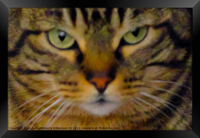 Muzzle of Balkan cat named Gastone Framed Print by Andy Huckleberry Williamson III