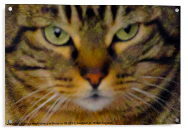 Muzzle of Balkan cat named Gastone Acrylic by Andy Huckleberry Williamson III