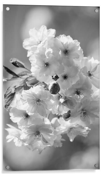 Fresh Blossom Acrylic by Simon Johnson