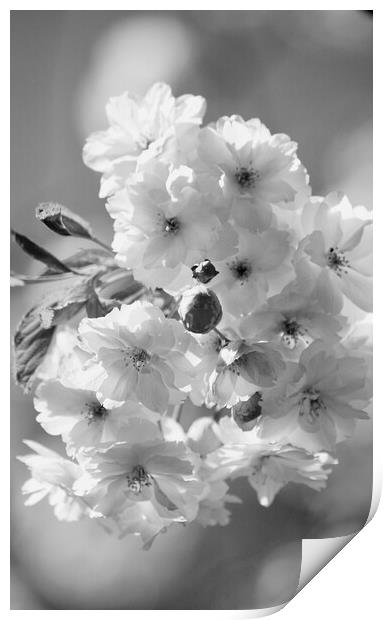 Fresh Blossom Print by Simon Johnson