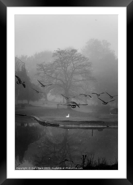 Autumn Foggy Canadian Geese landing at Sandall Park Doncaster Framed Mounted Print by That Foto