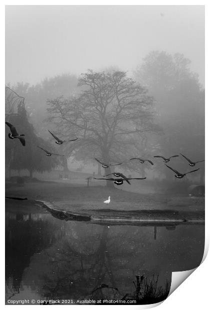 Autumn Foggy Canadian Geese landing at Sandall Park Doncaster Print by That Foto