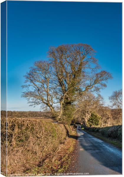 Solitary Sycamore Silhouette in Winter Canvas Print by Richard Laidler