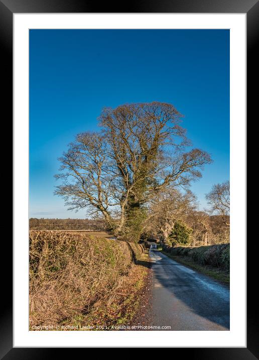 Solitary Sycamore Silhouette in Winter Framed Mounted Print by Richard Laidler