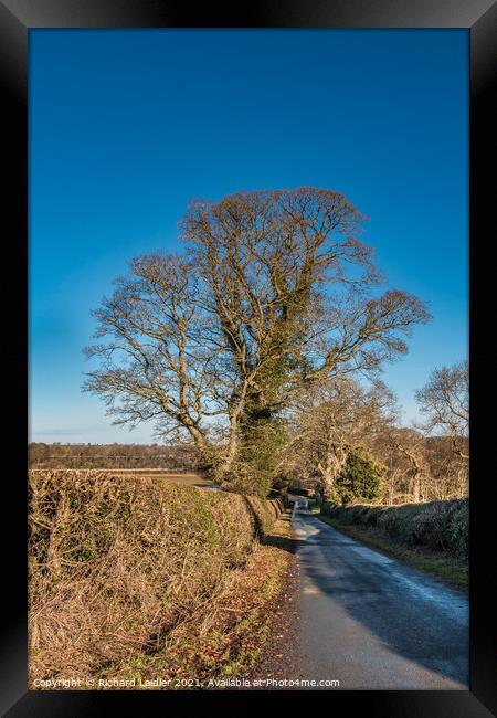 Solitary Sycamore Silhouette in Winter Framed Print by Richard Laidler